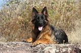 BERGER ALLEMAND 049
